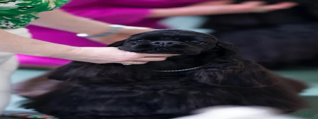 Jet