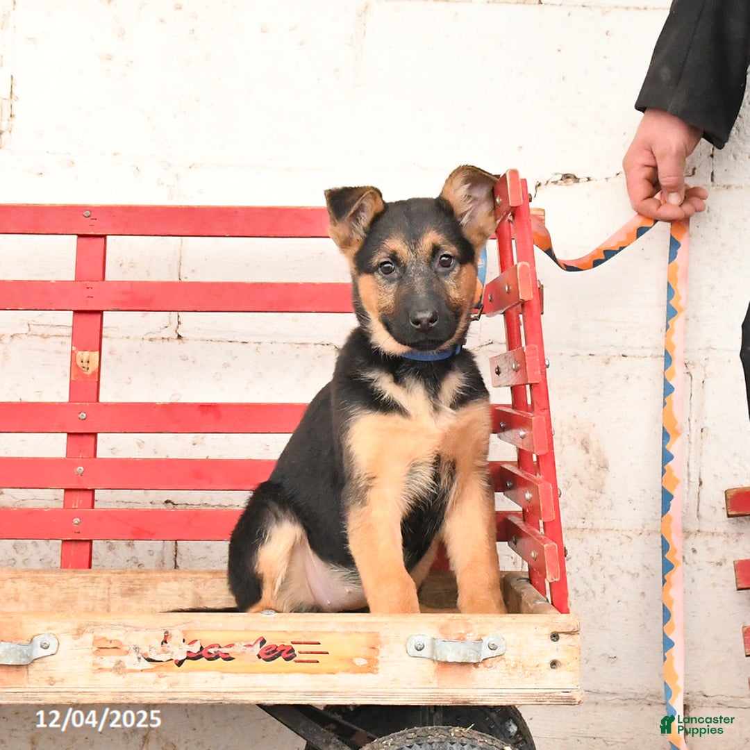 German Shepherd dogs for sale: Willow - Ad 1