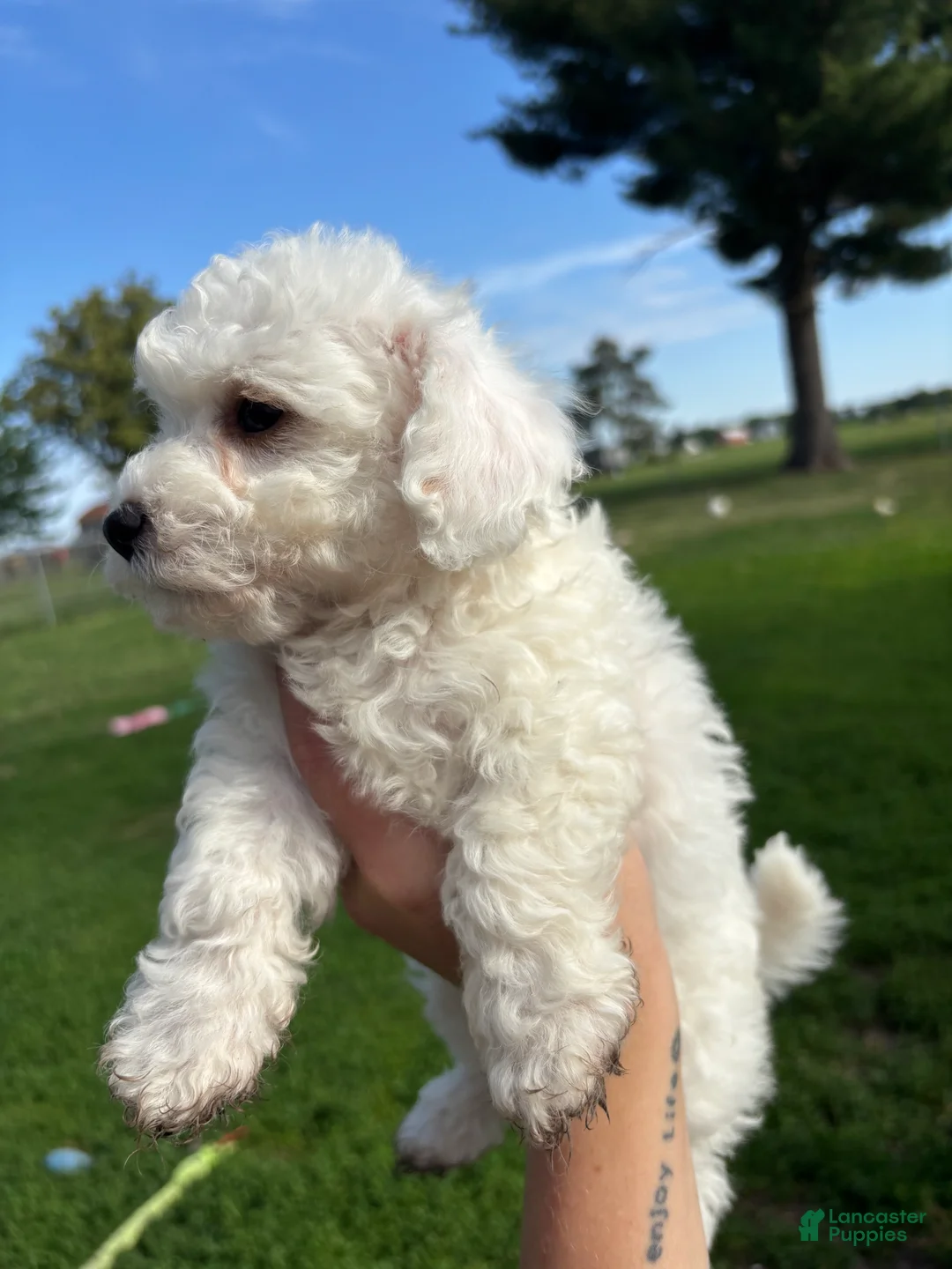 Bichpoo dogs for sale: Sable - Ad 1