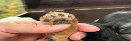 Miniature Dachshund dogs for sale: SILKY DAPPLE  - Ad 8