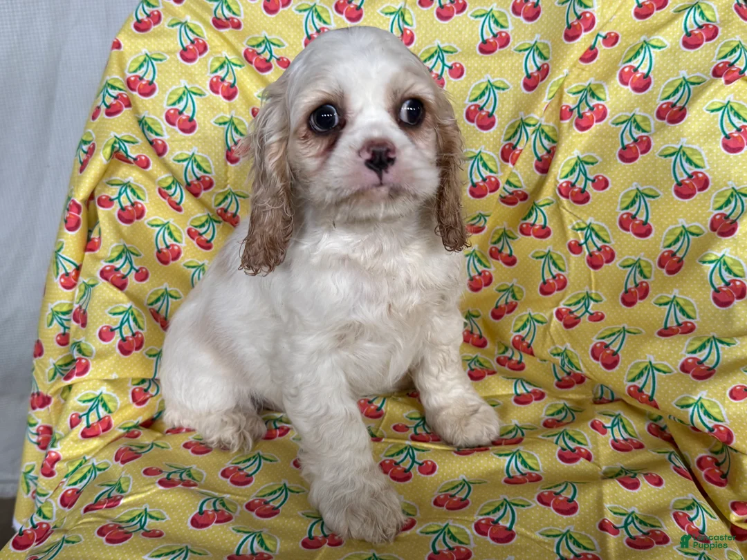 Cocker Spaniel dogs for sale: Fiona  - Ad 4