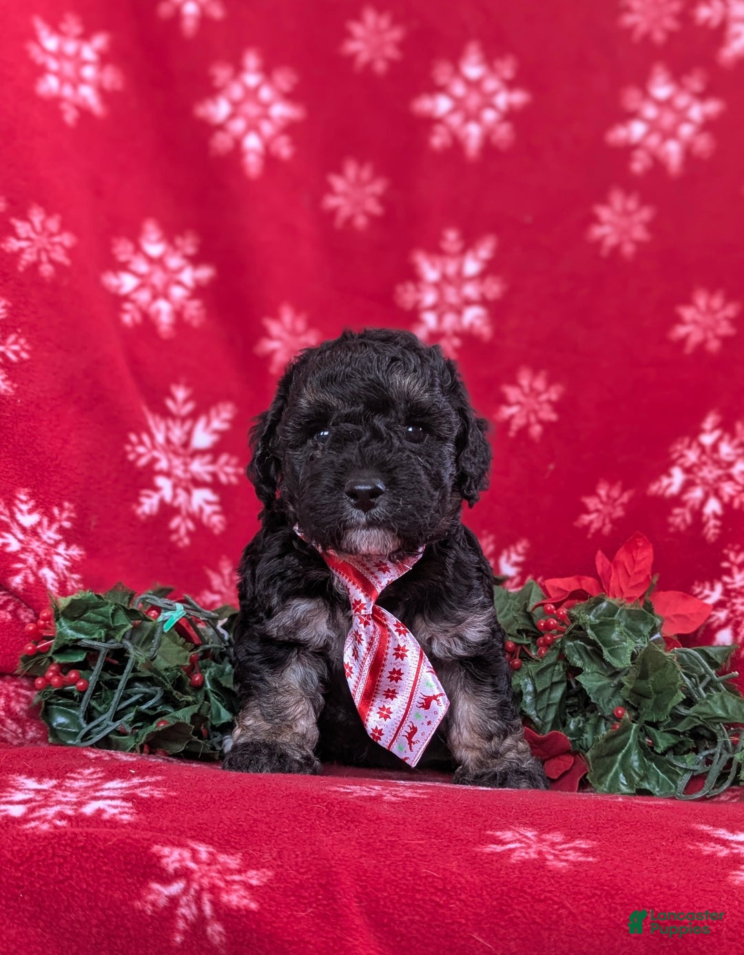 Cockapoo dogs for sale: Brendan Hypoallergenic - Ad 2