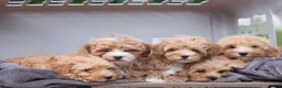 Havapoo dogs for sale: Ember 💛🐾 - Ad 19