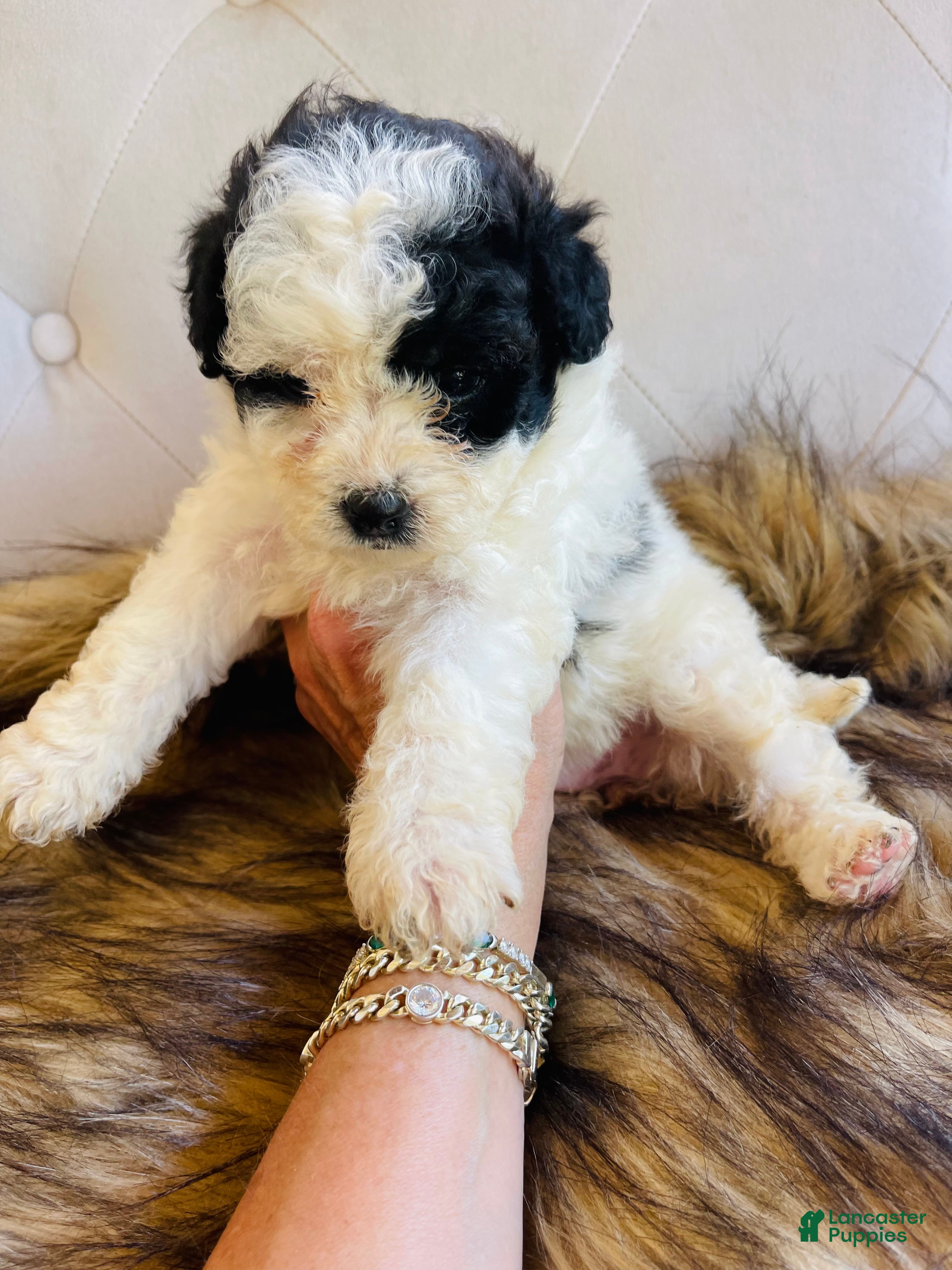 Bernedoodle dogs Iris ❤️ micro mini Bernedoodle  - Ad 2