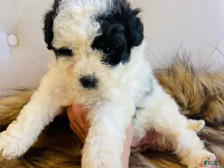 Bernedoodle dogs Iris ❤️ micro mini Bernedoodle - Ad 2