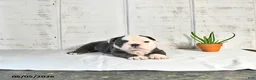 English Bulldog dogs for sale: Stella - Ad 4