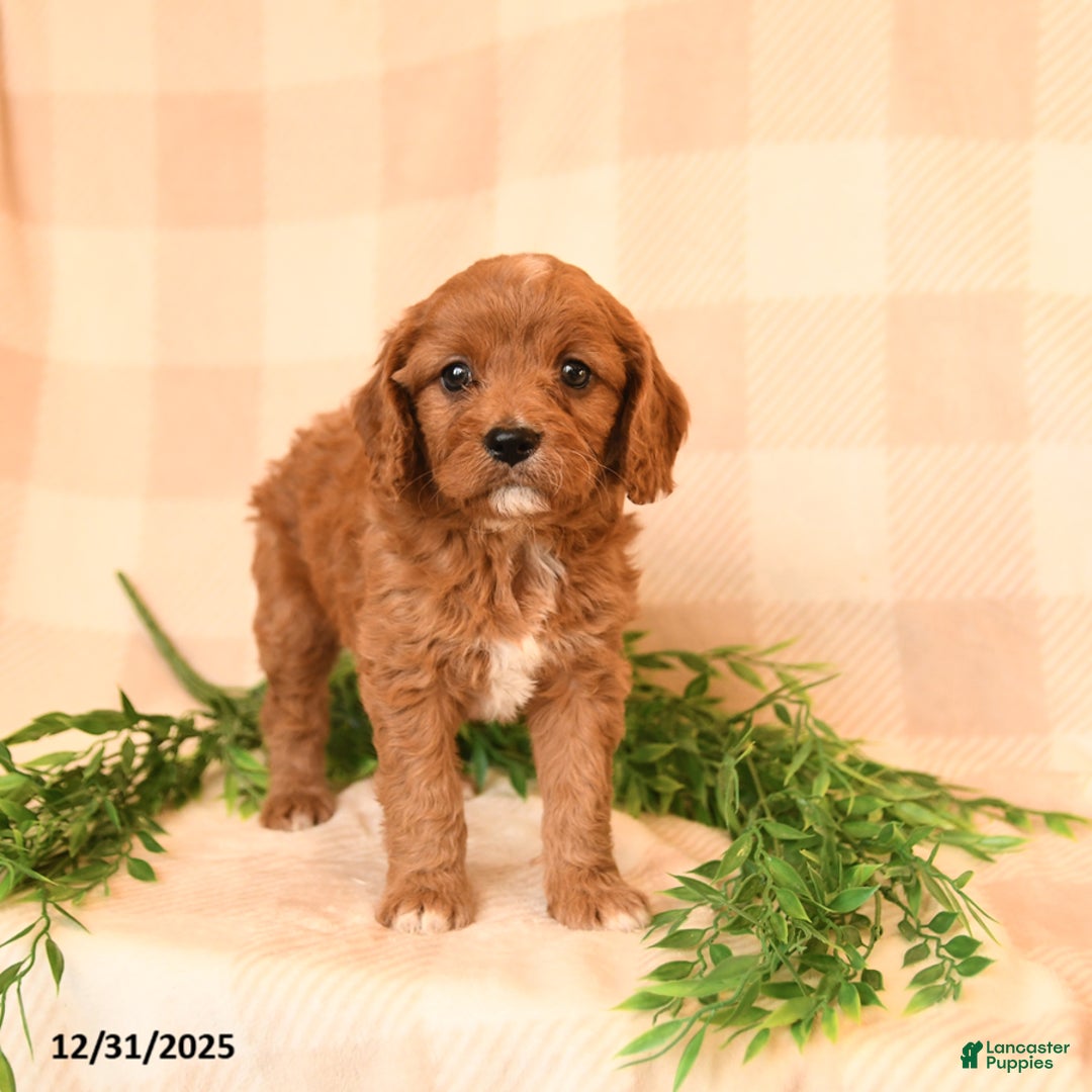 Cavapoo dogs for sale: Carmen - Ad 2