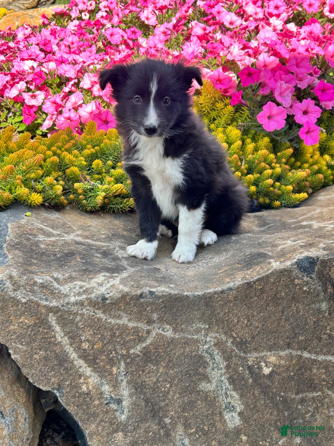 Mixed Breed dogs for sale: Chase - Ad 2