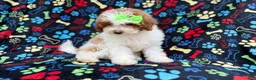 Miniature Poodle dogs for sale: Candy - Ad 4