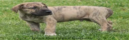 Great Dane dogs for sale: Murphy - Ad 8