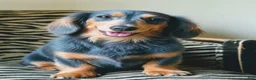 Dachshund dogs for sale: Dachshund Puppy 1 - Ad 10