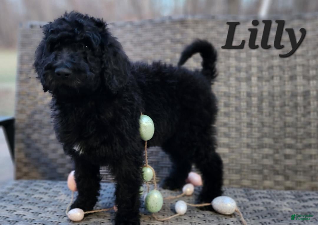Labradoodle dogs Lilly - Ad 33