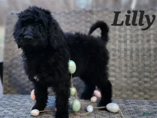 Labradoodle dogs Lilly - Ad 31