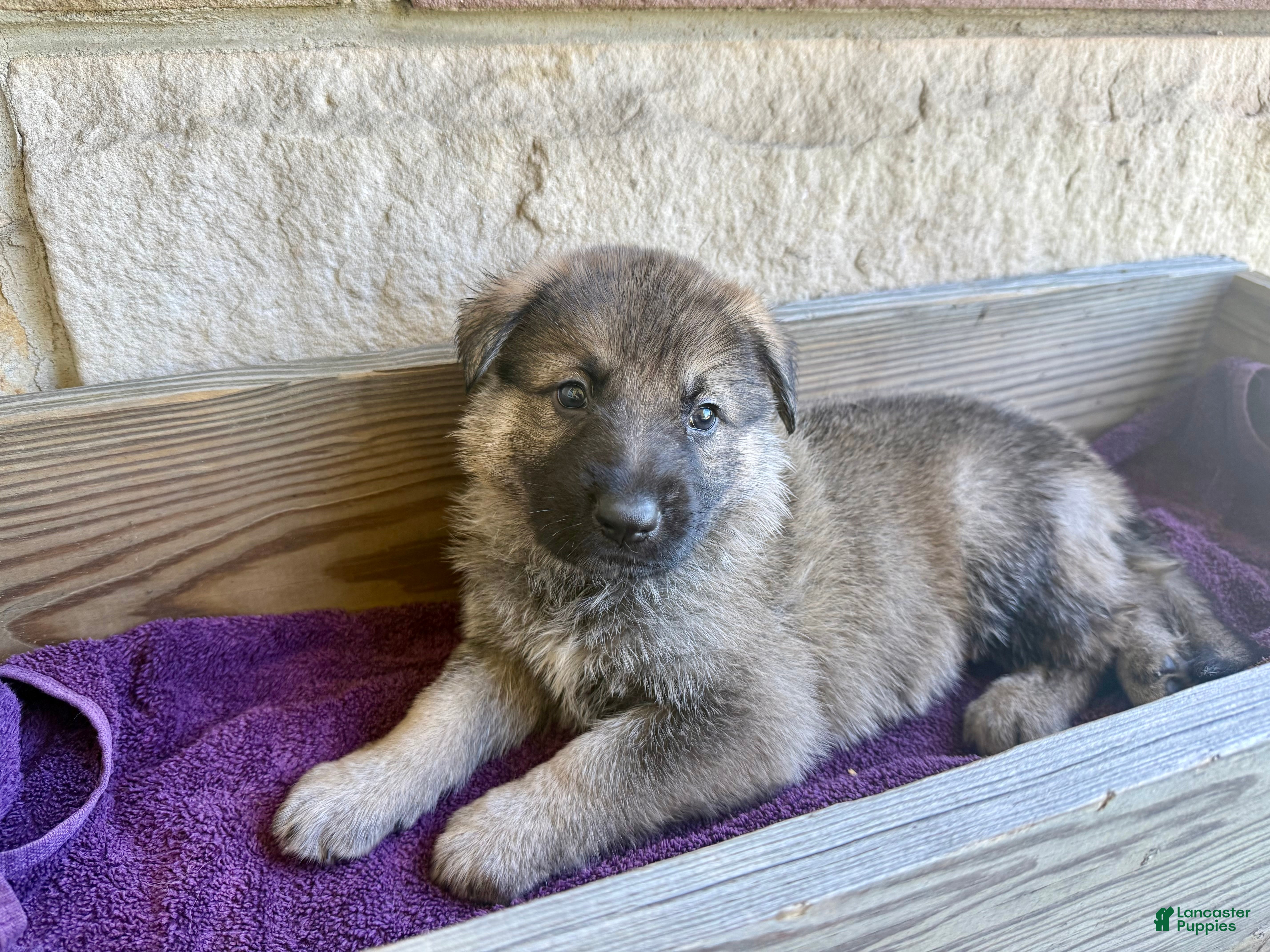 German Shepherd dogs Miles - Ad 1