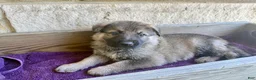 German Shepherd dogs for sale: Miles - Ad 1