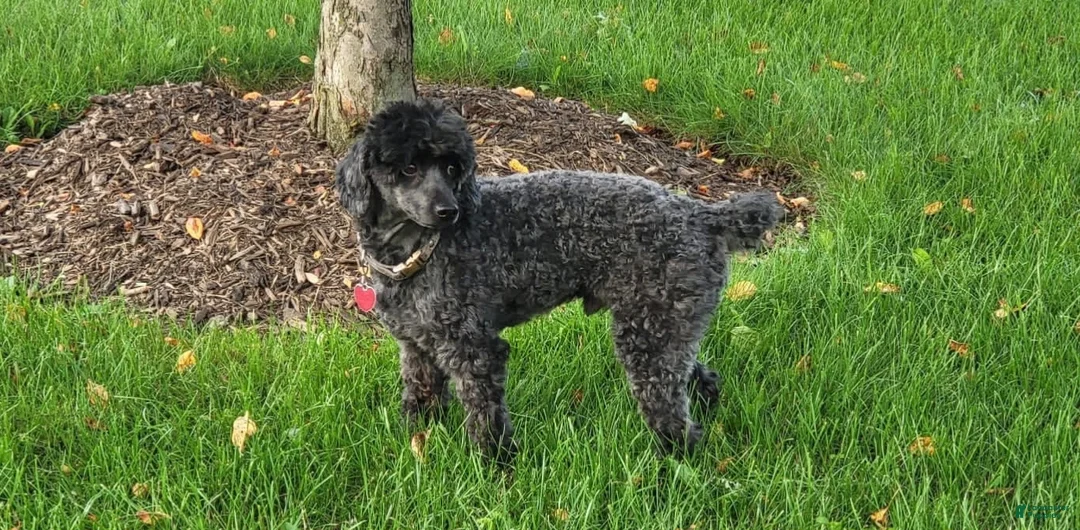 Miniature Poodle dogs for sale: Jimmy - Ad 5