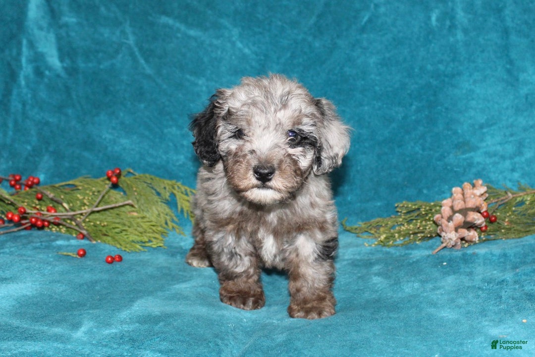 Miniature Poodle dogs for sale: Cuddles - Ad 3