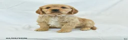 Miniature Golden Retriever dogs for sale: Teady - Ad 1