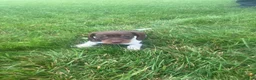 Miniature Dachshund dogs for sale: Akc Lisa - Ad 1