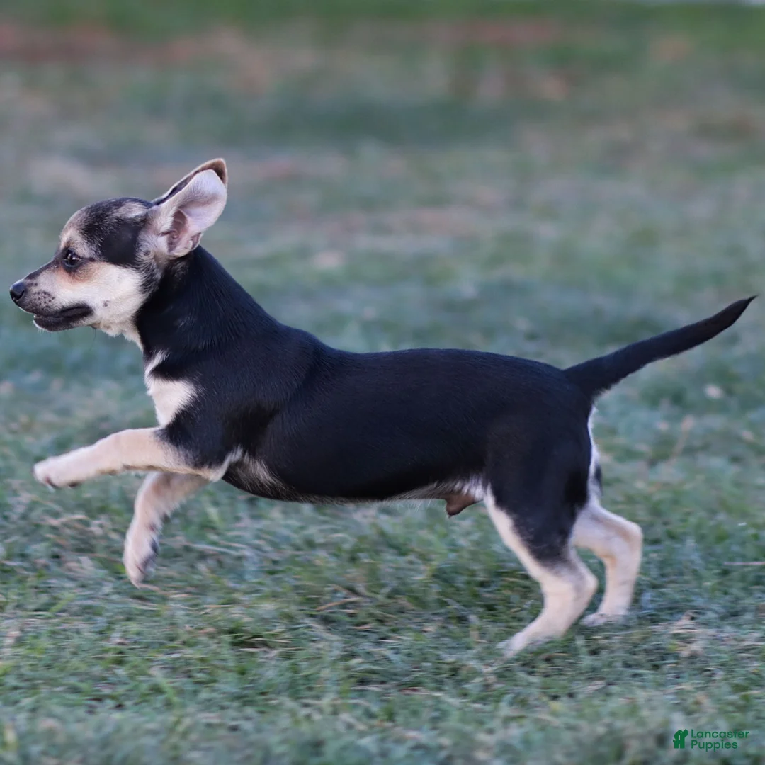Chihuahua dogs for sale: Phoenix - Ad 10