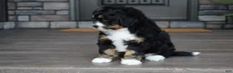Mini Bernedoodle dogs for sale: Autumn - Ad 9