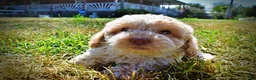 Havapoo dogs for sale: Juliet-LABOR DAY SALE-TAKE $100 OFF!!! - Ad 13