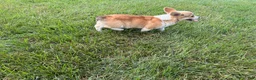 Welsh Corgi Pembroke dogs for sale: SKYLER - Ad 5
