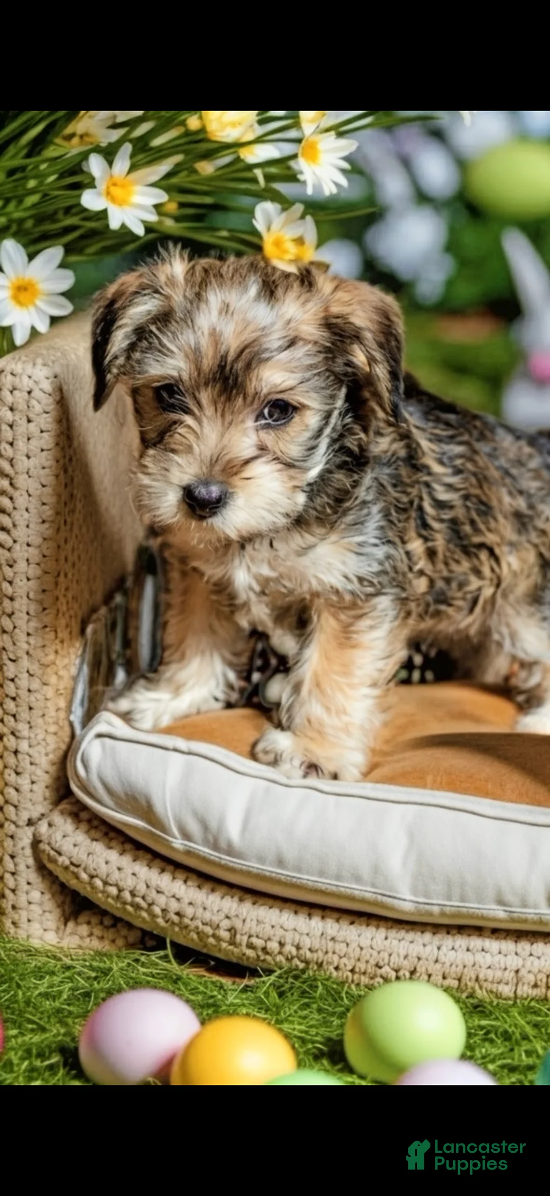 Mixed Breed dogs for sale: Mixed Breed Puppy 4 - Ad 6