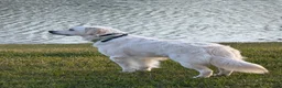 Golden Retriever dogs for sale: Golden Retriever 1 - Ad 9