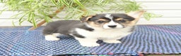 Welsh Corgi Pembroke dogs for sale: Scout - Ad 5