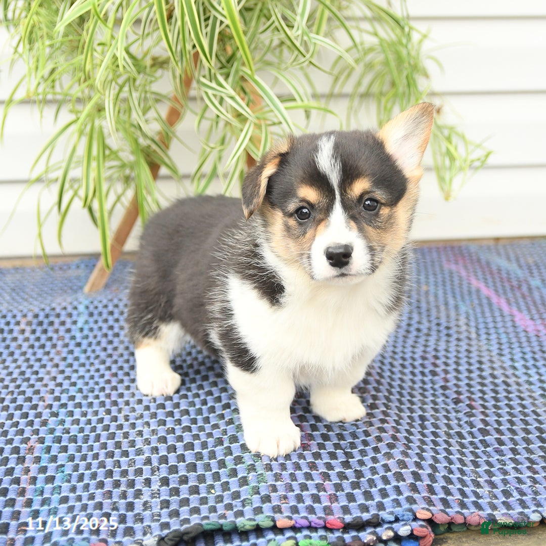 Welsh Corgi Pembroke dogs for sale: Scout - Ad 5