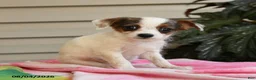 Mixed Breed dogs for sale: Julius - Ad 5
