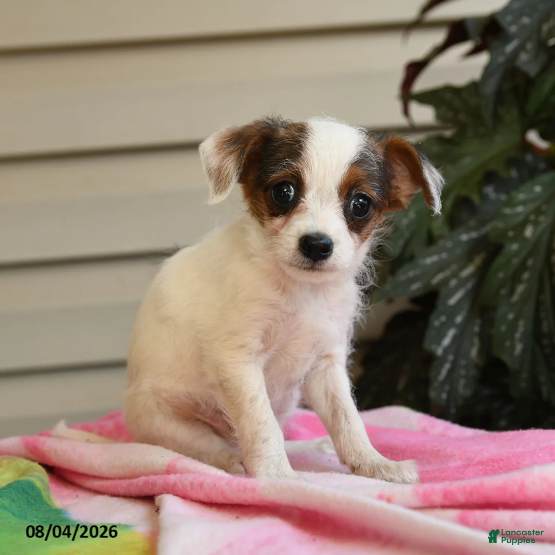 Mixed Breed dogs for sale: Julius - Ad 5