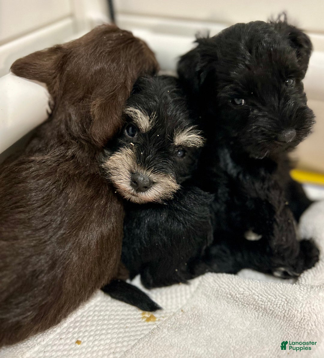 Miniature Schnauzer dogs for sale: ROSIE - Ad 22