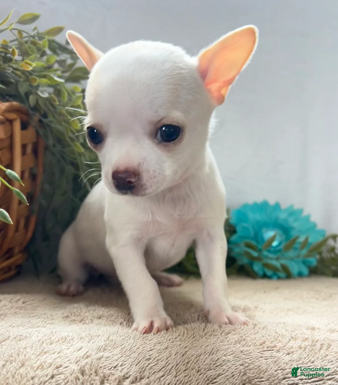 Chihuahua dogs for sale: Zoe - Ad 2