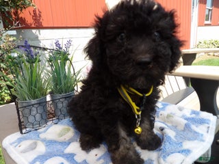 Aussiedoodle dogs - Ad 8