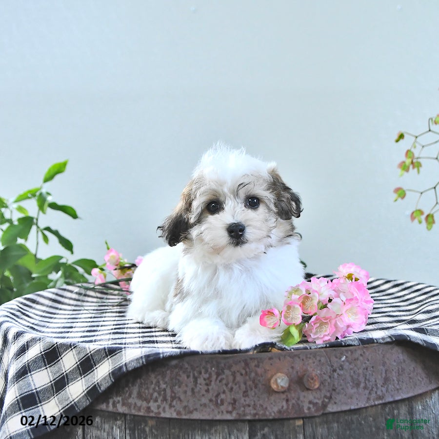 Havapoo dogs Enzo - Ad 2