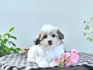 Havapoo dogs Enzo - Ad 2