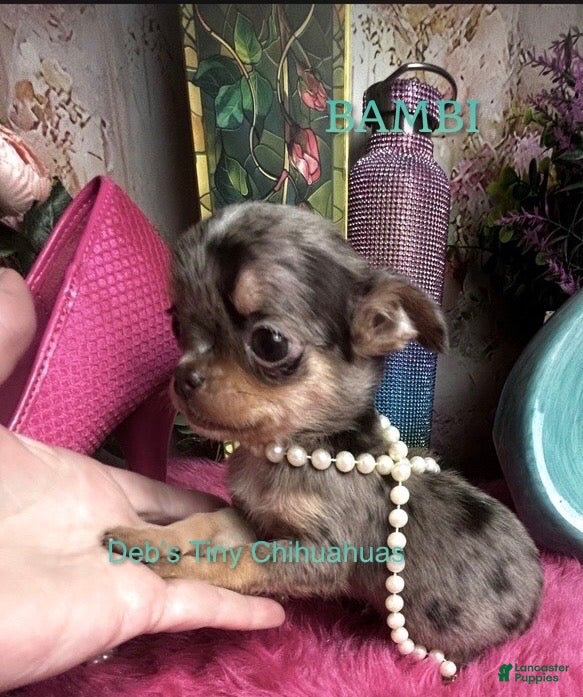 Chihuahua dogs Tiny AURORA ( BAMBI)   - Ad 1