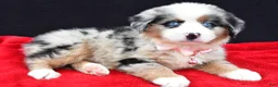 Miniature Australian Shepherd dogs for sale: Clover - Ad 9