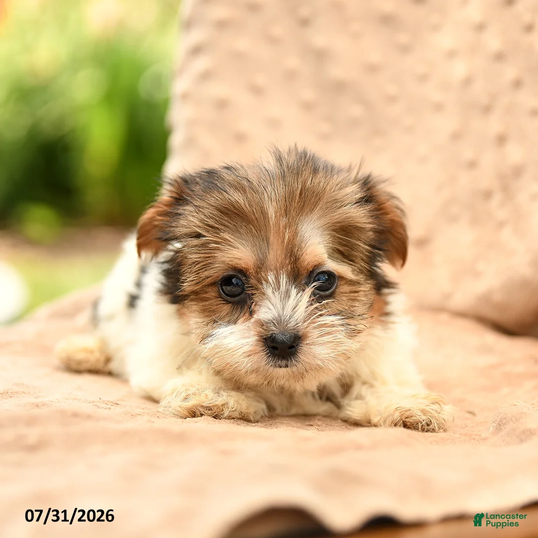 Biewer Terrier dogs for sale: Talia - Ad 5