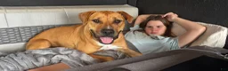 American Bulldog dogs for sale: American Bulldog Puppy  - Ad 3