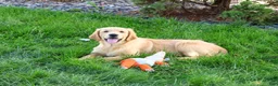 Golden Retriever dogs for sale: Georgie - Ad 5