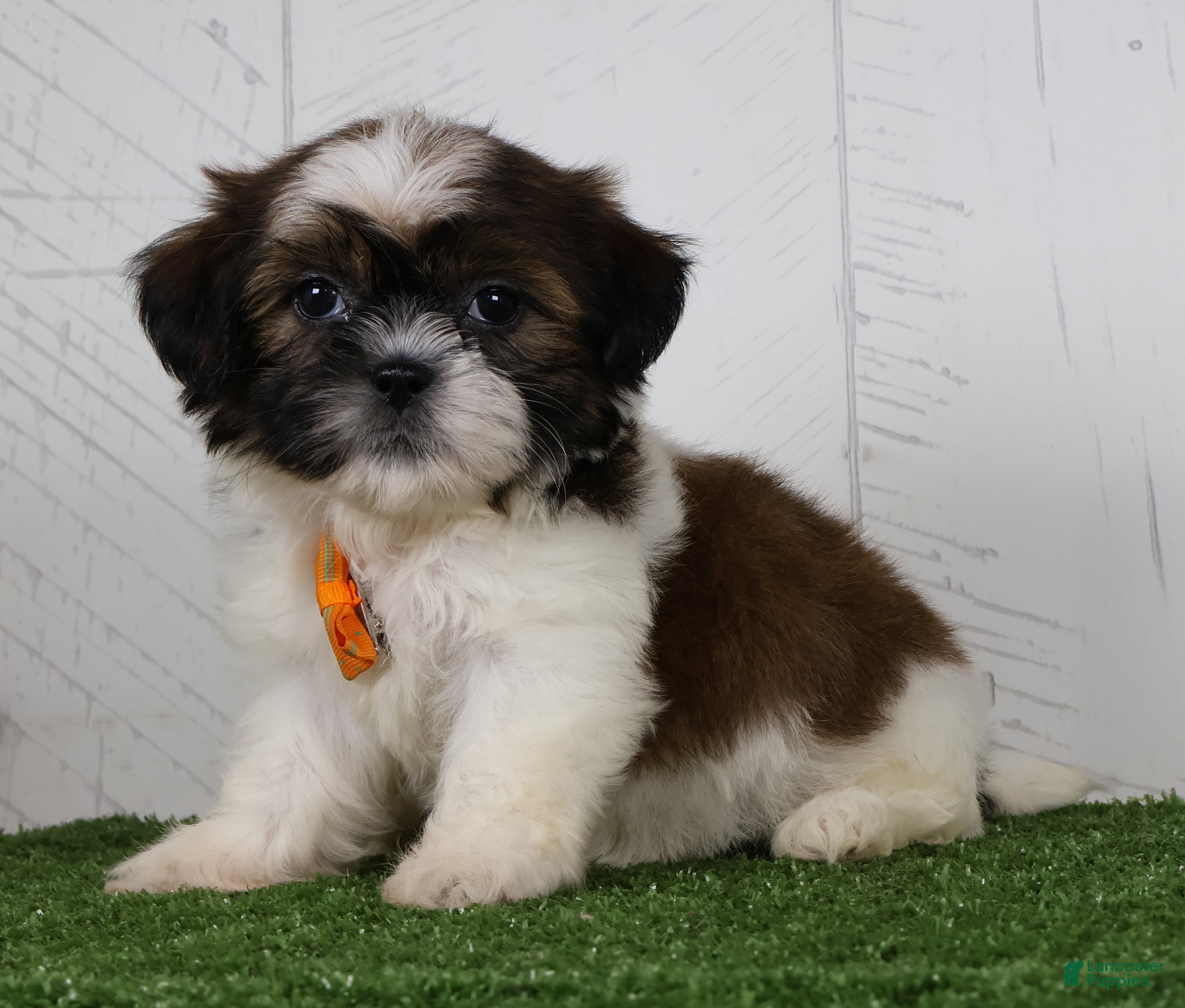 Shih Tzu dogs Patrick - Ad 1