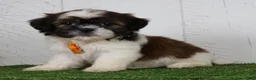 Shih Tzu dogs for sale: Patrick - Ad 1