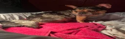 French Bulldog dogs for sale: French Bulldog 2 - Ad 2