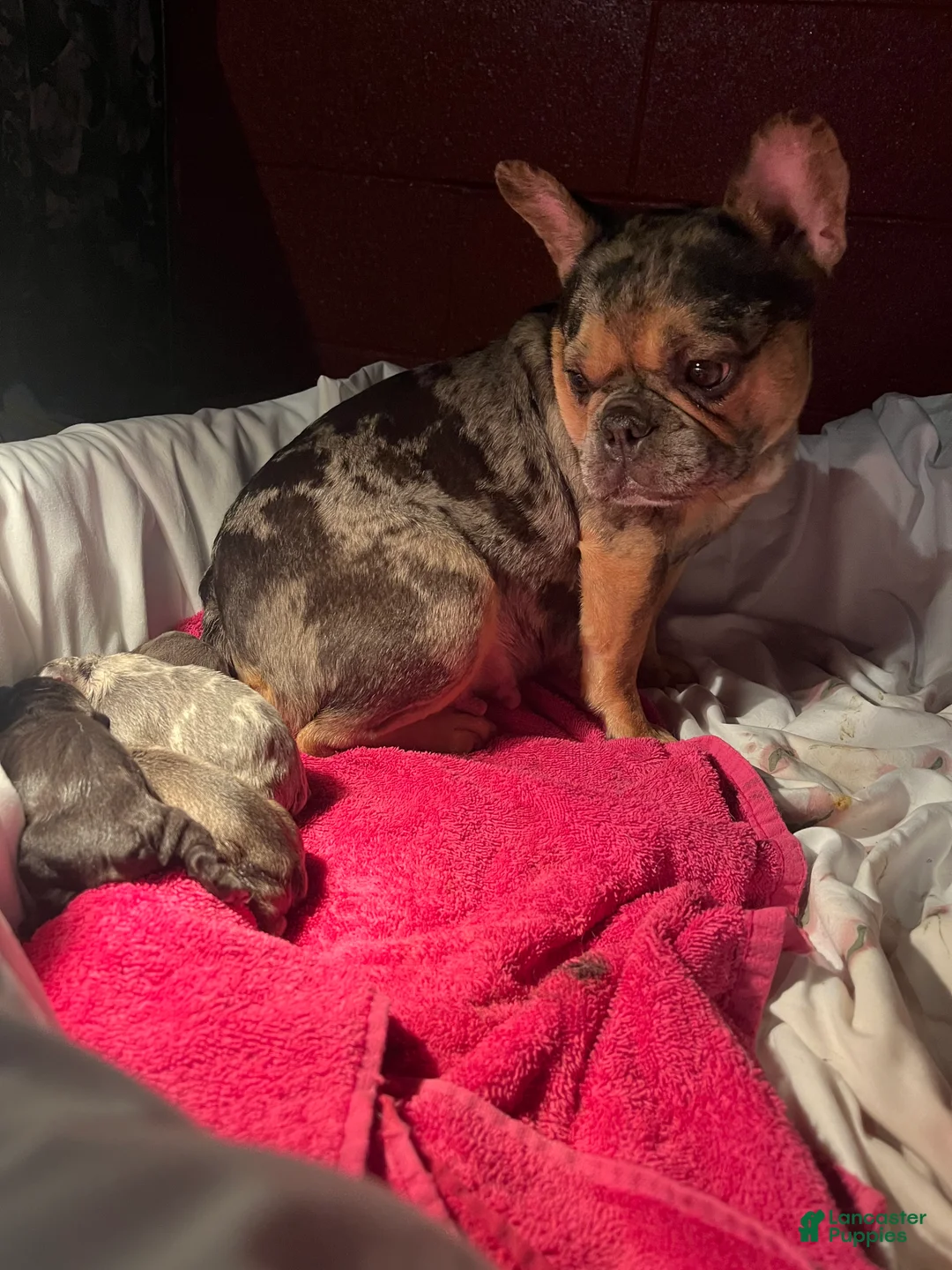 French Bulldog dogs for sale: French Bulldog 2 - Ad 2