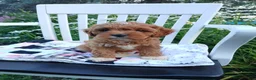 Cavapoo dogs for sale: Jade - Ad 1