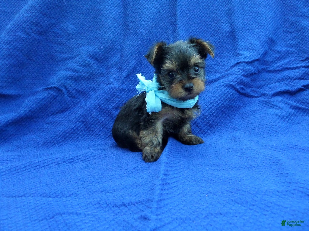Yorkshire Terrier dogs for sale: Jamie  - Ad 3