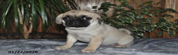 Puggle dogs for sale: Omar - Ad 2